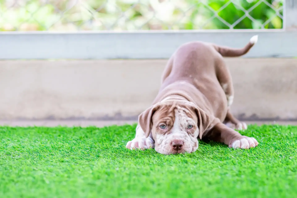 Kunstrasen Hundeurin: Geruch &amp; Flecken entfernen – was wirklich funktioniert - Kunstrasen &amp; Hundeurin: Geruch und Flecken entfernen
