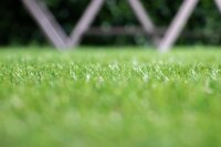 Nahaufnahme einer künstlichen Grasfläche mit grünen und leicht gelben Kunststoffhalmen vor weißem Hintergrund, Grashalme stehen locker und aufrecht.